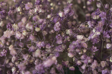 Delicate purple flowers. Dried violet and white flowers, close up. Springtime nature. Beauty in nature. Dry tiny bouquet. Floral background. Floral decoration. Minimalism concept.
