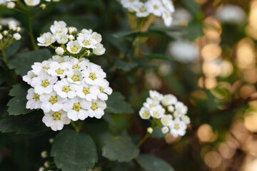 Spirea bush with delicate white flowers. Springtime nature. Spring park landscape. May flower. Beauty in nature. White spirea in bloom. Floral background. White flowers on deep green foliage