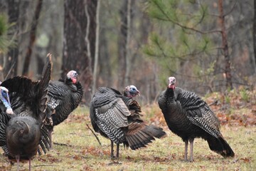 A flock of wild turkeys  © Verbbaitum