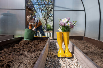 Yellow rubber boots with a bouquet of spring tulips and daffodils. A bucket and a small shovel in...