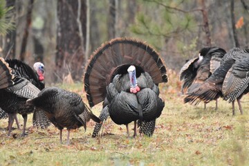A flock of wild turkeys  © Verbbaitum