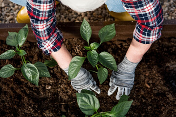 The hands of an elderly woman are holding a young plant in the ground. Bulgarian pepper seedlings...