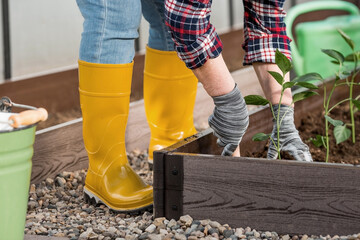 The hands of an elderly woman are holding a young plant in the ground. Bulgarian pepper seedlings are planted in the soil. Close-up. The concept of spring planting of vegetables and agriculture.