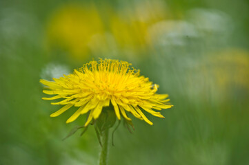 Bright yellow flowers of a dandelion (Taraxacum officinale) plant in a lawn Sardinia, Italy