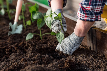 The hands of an elderly woman are holding a young plant in the ground. Bulgarian pepper seedlings...