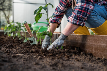 Fototapeta premium The hands of an elderly woman are holding a young plant in the ground. Bulgarian pepper seedlings are planted in the soil. Close-up. The concept of spring planting of vegetables and agriculture.