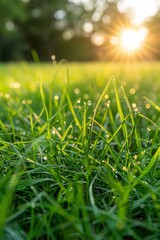 Close up of lush bermuda grass lawn in vibrant green shade, showcasing flourishing young grass