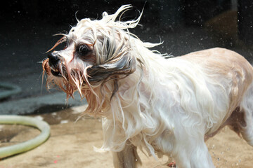 Long-haired dog taking a bath to cool off.