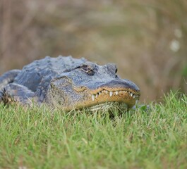 Fototapeta premium American Alligator Sweetwater Wetlands Florida 