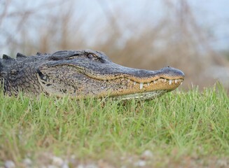 American Alligator Sweetwater Wetlands Florida 