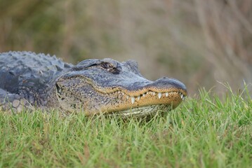 American Alligator Sweetwater Wetlands Florida 