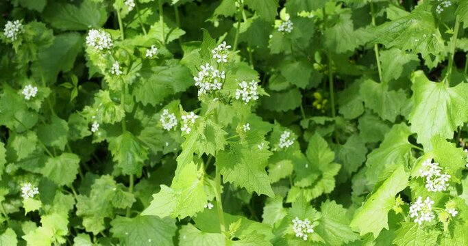(Alliaria petiolata) Touffe dense d'alliaires officinales ou herbes aux ails &agrave; floraison printani&egrave;re blanche au sommet de tiges dress&eacute;es au feuillage cordiforme et dent&eacute; 
