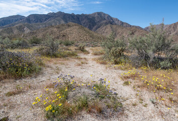 Desert Trail:  Wildflowers and other desert plants grow beside a narrow path that leads toward the...