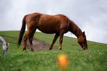 A brown horse eats green grass in a field