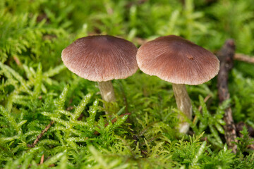 2 kleine Pilze im Moos