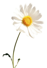 PNG Daisy flower shadow petal.