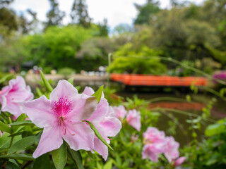 公園のピンクのツツジ