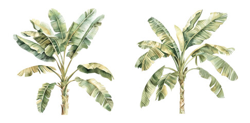 Realistic banana trees illustration on blank background