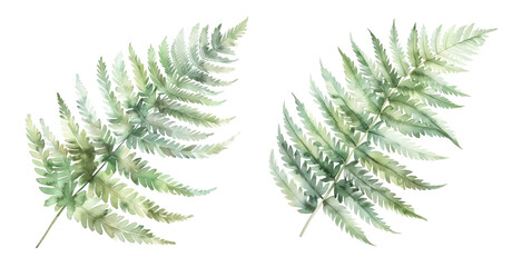 Watercolor painting of green fern leaves