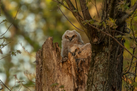 Great Horned Owlets nestled in their nest