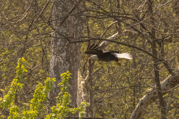 Bald Eagle flies through the trees