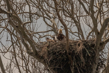 Bald Eaglets with adult in their nest