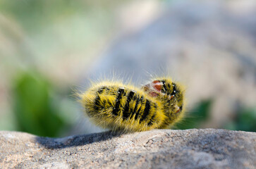 caterpillar of butterfly in a garden, high atlas morocco 