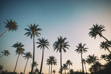 palm tree silhouette