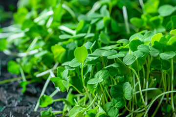 Lush Green Clover Growing in Garden Soil