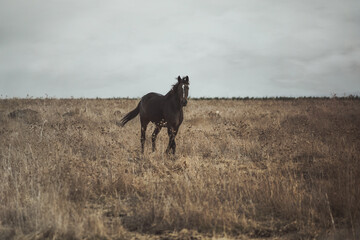 horse in the field