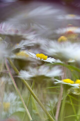 Bellis perennis, common European daisy Sardinia, Italy