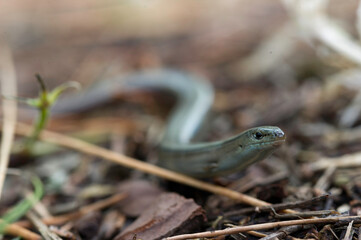 Italian Three-toed Skink, Luscengola, Chalcides chalcides , Scincidae, fienarola. Villanova Monteleone. Monte Minerva, Sassari, Sardinia, Italy