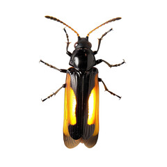 top view of a dazzling firefly isolated on a white transparent background