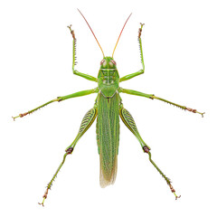 top view of a long-legged grasshopper isolated on a white transparent background