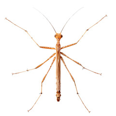 top view of a slender walking stick insect isolated on a white transparent background