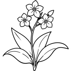 Forget Me Not flower plant outline illustration coloring book page design, Forget Me Not flower plant black and white line art drawing coloring book pages for children and adults