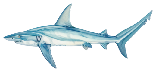 PNG Thresher Shark shark animal fish.