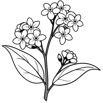 recommend clip art: Forget Me Not flower plant outline illustration coloring book page design, Forget Me Not flower plant black and white line art drawing coloring book pages for children and adults