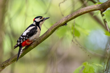 The great spotted woodpecker in a sunny forest, Dendrocopos major
