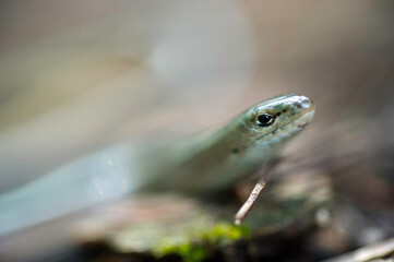 Italian Three-toed Skink, Luscengola, Chalcides chalcides , Scincidae, fienarola. Villanova Monteleone. Monte Minerva, Sassari, Sardinia, Italy