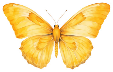 PNG Butterfly animal insect yellow.
