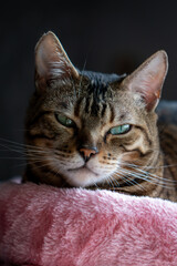 close up of bengal cat eye and face - cat eyes - pure breed bengal female 