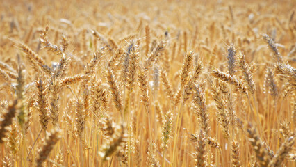 spikelets of golden wheat in the field. Ripe big golden ears of wheat on a yellow background of the field. nature. The idea of a rich summer harvest, agriculture, agro-industrial complex for food.