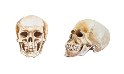 Human skull, front view, side view. Watercolor illustration on white background. Halloween and Day of the Dead cards, invitations, banners, posters.