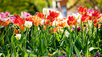 field of tulips