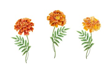 Marigolds, three flowers. Hand drawn watercolor illustration isolated on white background. For cards, invitations, banners, flyers, covers, posters.