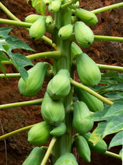 papaya tree with a bunch of green fruits in rural area