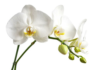 Weiße Orchidee  blüte isoliert auf weißen Hintergrund, Freisteller