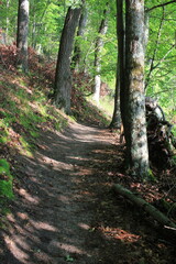 path in the forest