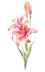 PNG Gladiolus blossom flower plant.